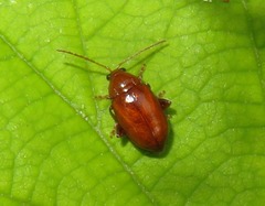 Neocrepidodera transversa