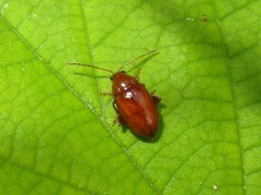 Neocrepidodera transversa