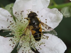 Eristalis horticola