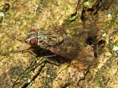 Phaonia valida