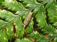 Ancylis unguicella