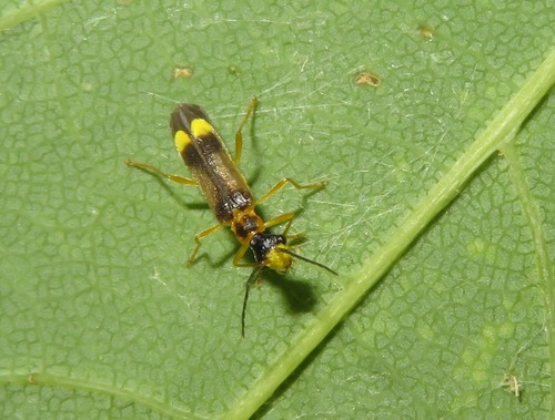 Malthinus flaveolus, Zuid-Holland, Nederland, photo 8 of 10