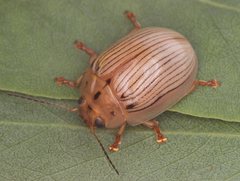 Paropsisterna trimaculata