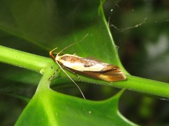 Harpella forficella