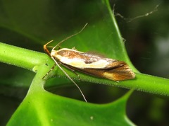 Harpella forficella