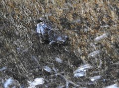 Amolops hongkongensis