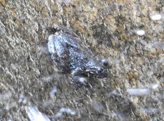 Amolops hongkongensis