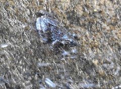 Amolops hongkongensis