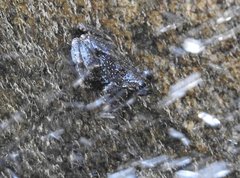 Amolops hongkongensis