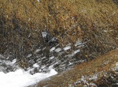 Amolops hongkongensis