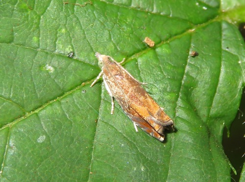Nut Bud Moth