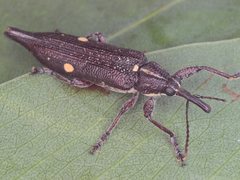 Rhinotia bidentata