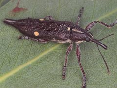 Rhinotia bidentata
