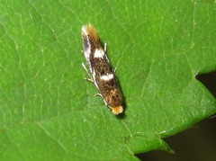 Bucculatrix cidarella