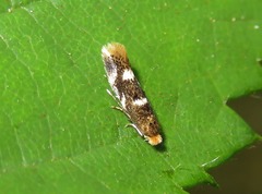 Bucculatrix cidarella
