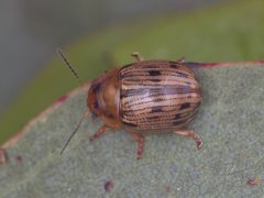 Rhaebosterna interruptofasciata