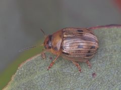 Rhaebosterna interruptofasciata