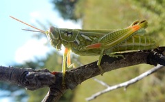 Hesperotettix viridis