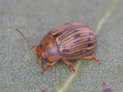 Rhaebosterna interruptofasciata