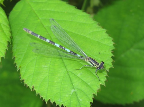 Variable Bluet, Zuid-Holland, Nederland, photo 5 of 10