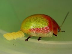 Paropsisterna pictipes