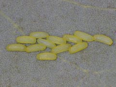 Paropsisterna pictipes