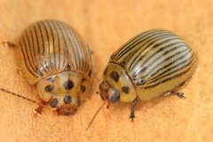 Paropsisterna lignea