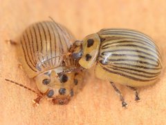 Paropsisterna lignea