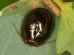 Paropsisterna rufipes