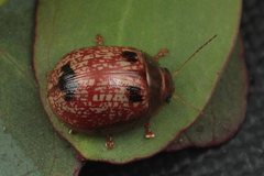 Paropsisterna atalanta