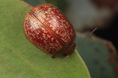 Paropsisterna atalanta