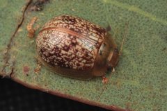 Paropsisterna atalanta