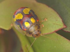Paropsisterna gloriosa