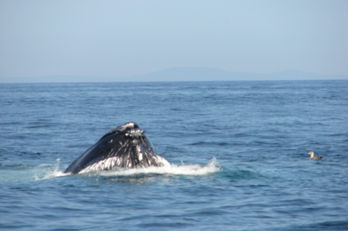Humpback Whale photographed in New Hampshire