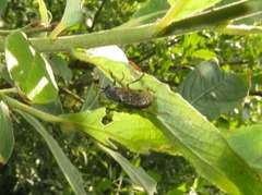 Haematopota pluvialis