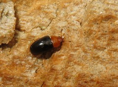Triplax rufipes