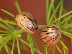 Peltoschema nigroconspersum