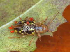 Chalcolampra pustulata