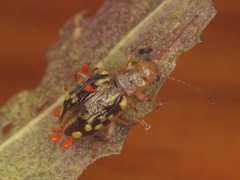 Chalcolampra pustulata