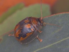 Paropsisterna vittata