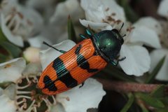 Castiarina crenata