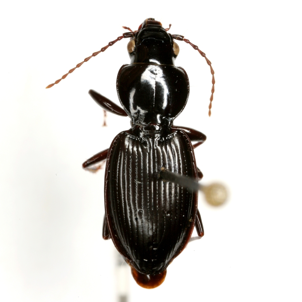 Cyclotrachelus texensis