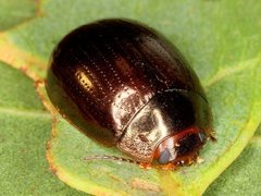 Paropsisterna rufipes