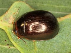 Paropsisterna rufipes