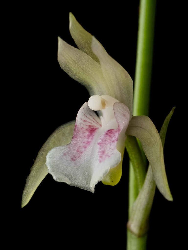 Eulophia maculata