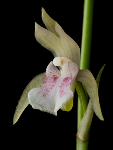 Monk Orchid