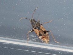 Euander lacertosus