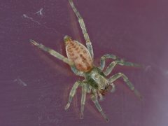 Clubiona robusta