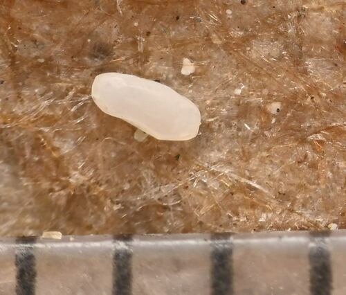 Polystoechotes punctata photo 3