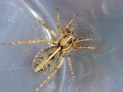 Artoriopsis